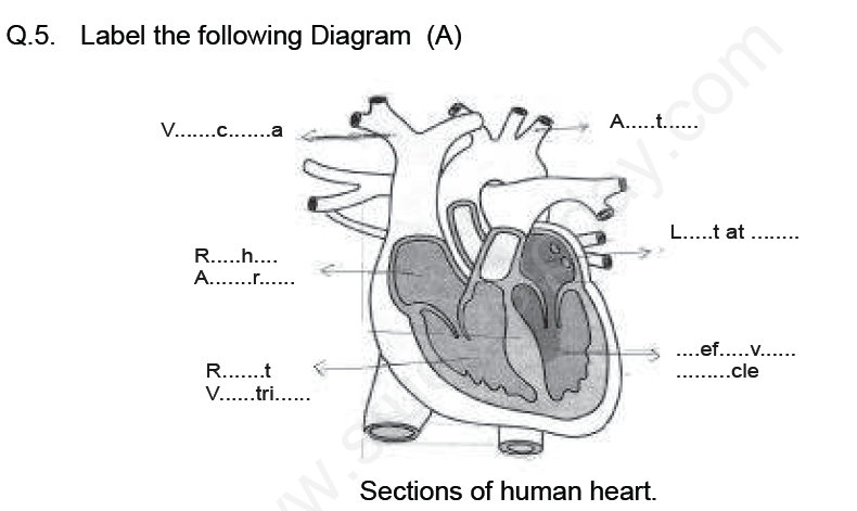 CBSE Class 7 Science Transportation in Animals and Plants Assignment